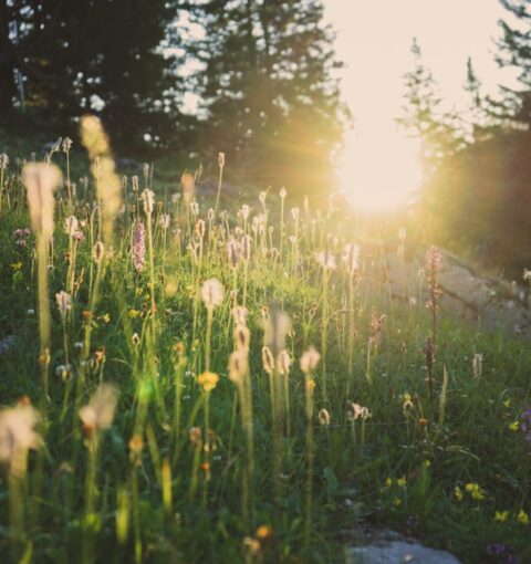 silvan-schuppisser-qrxCZopvzJc-unsplash